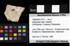 Foto (Objket + Etiketten) von Goniodromites sp. 